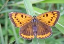 Lycaena dispar ©  S. Beshkov